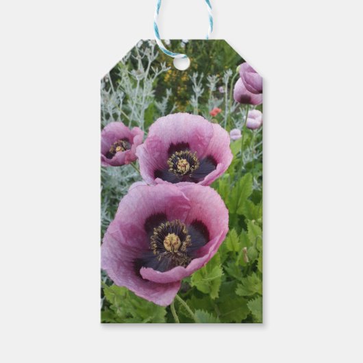 Étiquettes-cadeau Poppies violettes roses Fleur violet mauve mauve (Devant)
