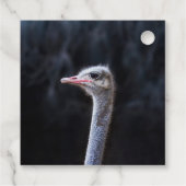Étiquettes Cadeau portrait d'autruche (Dos)
