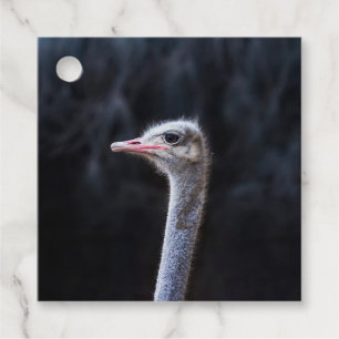 Étiquettes Cadeau portrait d'autruche