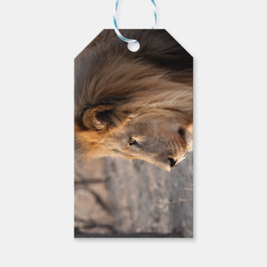 Étiquettes-cadeau Portrait de Lion (Devant)