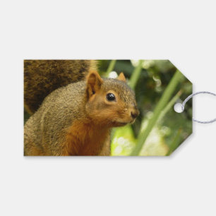 Étiquettes-cadeau Portrait d'un écureuil Nature Animal Photographie