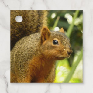 Étiquettes Cadeau Portrait d'un Écureuil Photographie de la Nature e