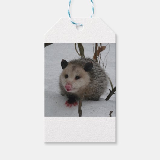 Étiquettes-cadeau Possum à neige (Devant)