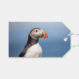 Étiquettes-cadeau Puffin Atlantique en Machias, Maine