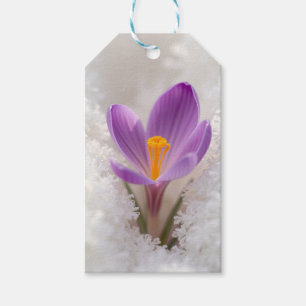 Étiquettes-cadeau Réveil printanier au Crocus Pourpre