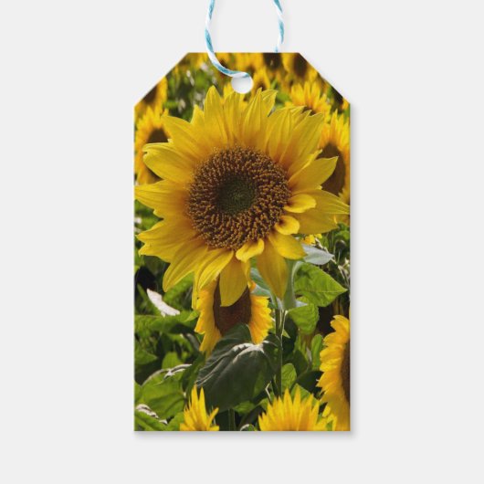 Étiquettes-cadeau Sacs cadeaux Tournesols (Devant)