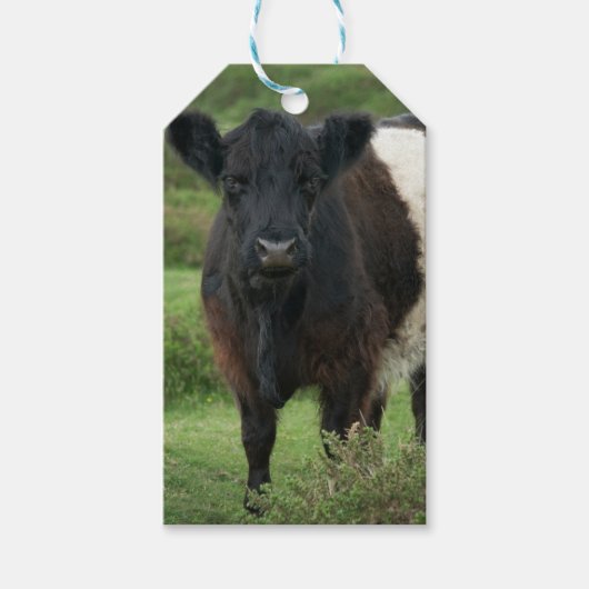 Étiquettes-cadeau Sticker à vaches galloway ceinturé (Devant)
