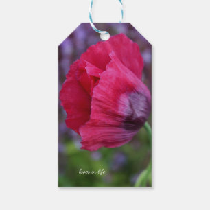 Étiquettes-cadeau Superbe fleur de pavot rose et violet