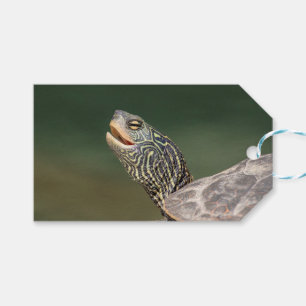 Étiquettes-cadeau Tortue sur La Chute