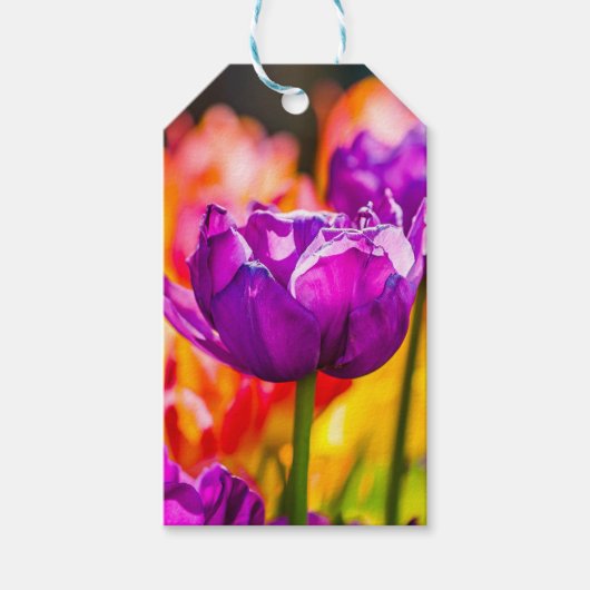 Étiquettes-cadeau Tulipes Enchantant violet (Devant)