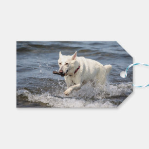 Étiquettes-cadeau White German Shepard sur le lac George
