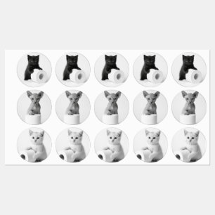 Étiquettes Chats curieux esthétiques explorant du papier toil