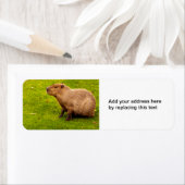 Étiquettes d'adresse de retour de capybara (En situation)