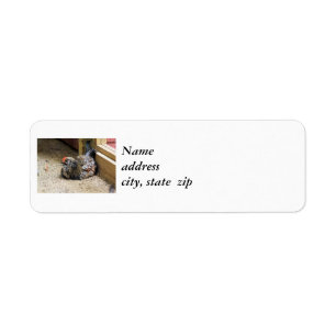 Étiquettes d'adresse de retour de poulet