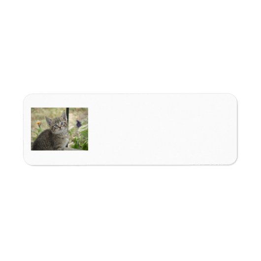 Étiquettes d'adresse de retour Tabby Kitten (Devant)