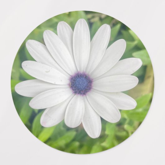 Étiquettes Daisy africain (Design 2)