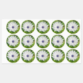Étiquettes Daisy africain (Feuille)