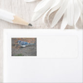 Étiquettes de adresse Blue Jay (En situation)