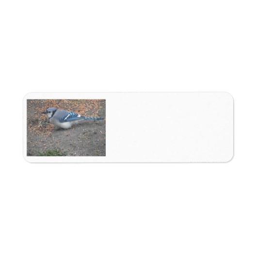 Étiquettes de adresse Blue Jay (Devant)