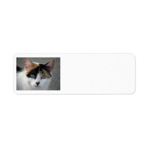 Étiquettes de adresse de chat de calicot