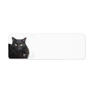 Étiquettes de adresse de chat noir