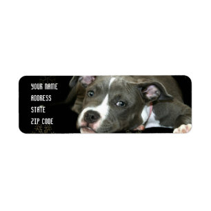 Étiquettes de adresse de chiot bleu