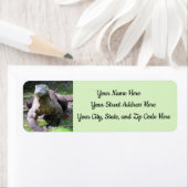 Étiquettes de adresse de Komodo Dragon (T-Fill) (En situation)