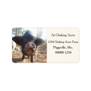Étiquettes de adresse de mini-cochon noirs personn