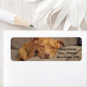 Étiquettes de adresse Pitbull (En situation)