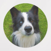 Étiquettes de chiens (Design 2)