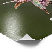 Étiquettes de colibri Imprimer photo (Coin)