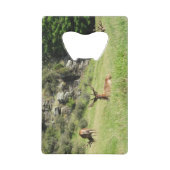 Étiquettes de la Nouvelle-Zélande (Devant)