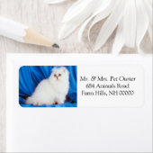 Étiquettes de retour de chats blancs Fluffy Étique (En situation)