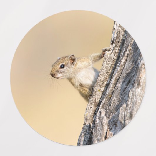 Étiquettes Écureuil (Design 1)