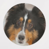 Étiquettes Étagère (Design 2)