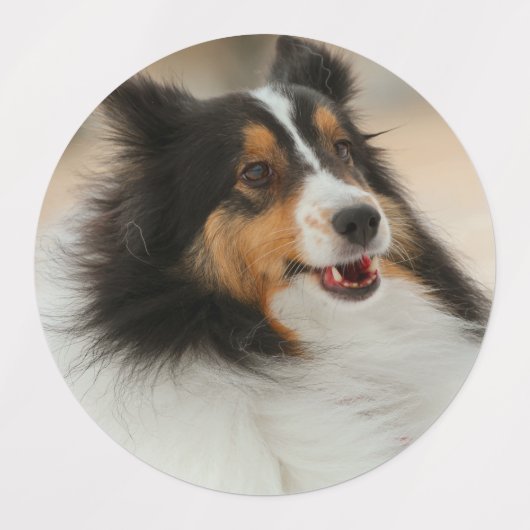 Étiquettes Étagère (Design 1)