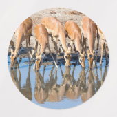 Étiquettes Impalas au trou d'eau (Design 1)