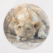 Étiquettes Jeunes lions (Design 2)