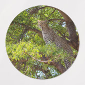 Étiquettes Leopard sur un arbre (Design 2)
