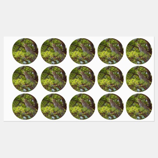 Étiquettes Leopard sur un arbre (Feuille)