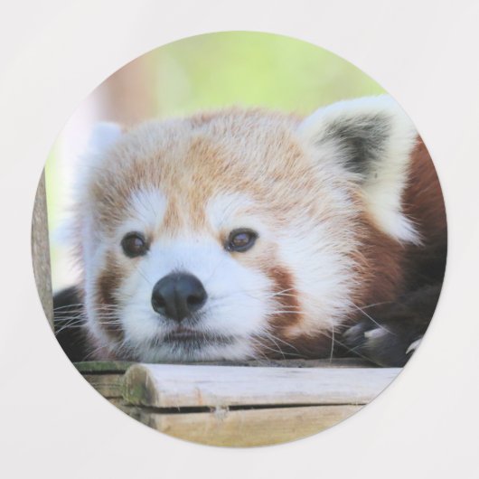 Étiquettes Panda rouge (Design 1)