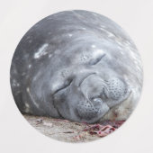 Étiquettes Phoque d'éléphant dormant (Design 1)