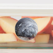 Étiquettes Phoque d'éléphant dormant (Apposé)