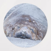 Étiquettes Phoque d'éléphant dormant (Design 2)