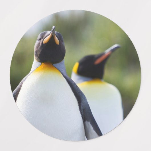 Étiquettes Pingouins (Design 1)