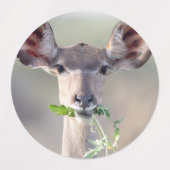 Étiquettes Portrait de Kudu (Design 1)