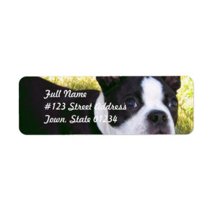 Étiquettes postales de chiot de Boston Terrier