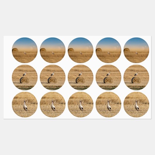 Étiquettes Une cigogne blanche (Feuille)