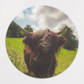 Étiquettes Vache noire pâturage vert champ soleil (Design 1)