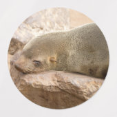 Étiquettes Young sea lion (Design 2)